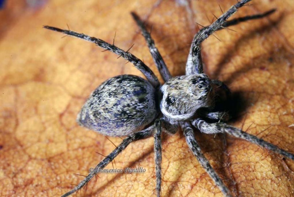 Oxyopes sp. - Montalto Uffugo (CS)